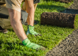 A close up of a person flattening out a roll of turf.