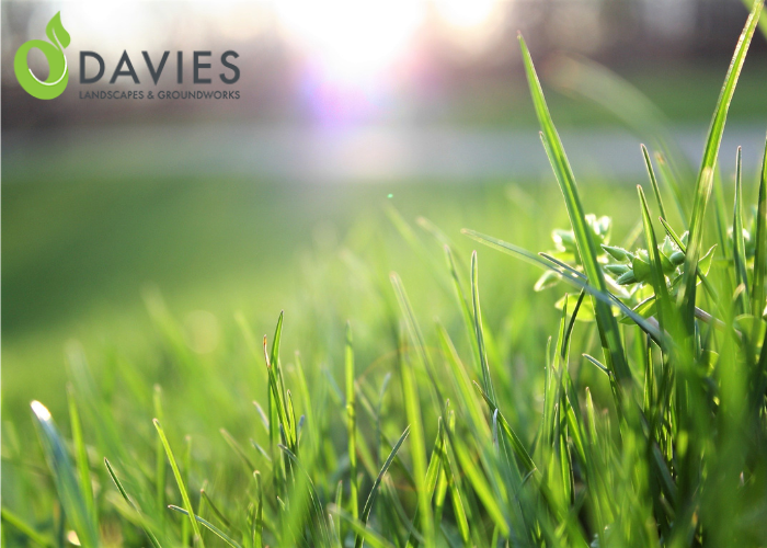 Davies grass - blog thumbnail